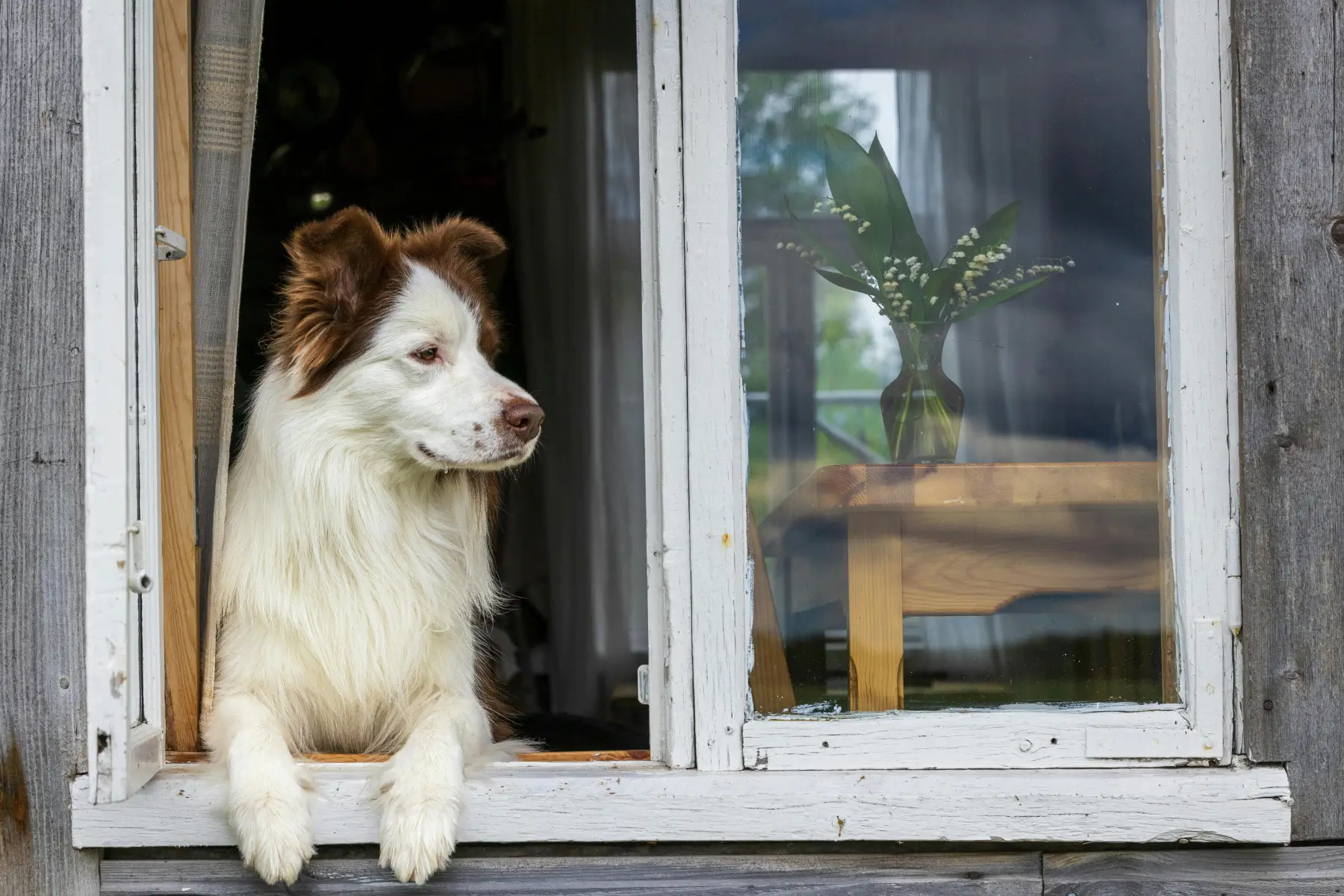 Dog watching from window Dog watching from window