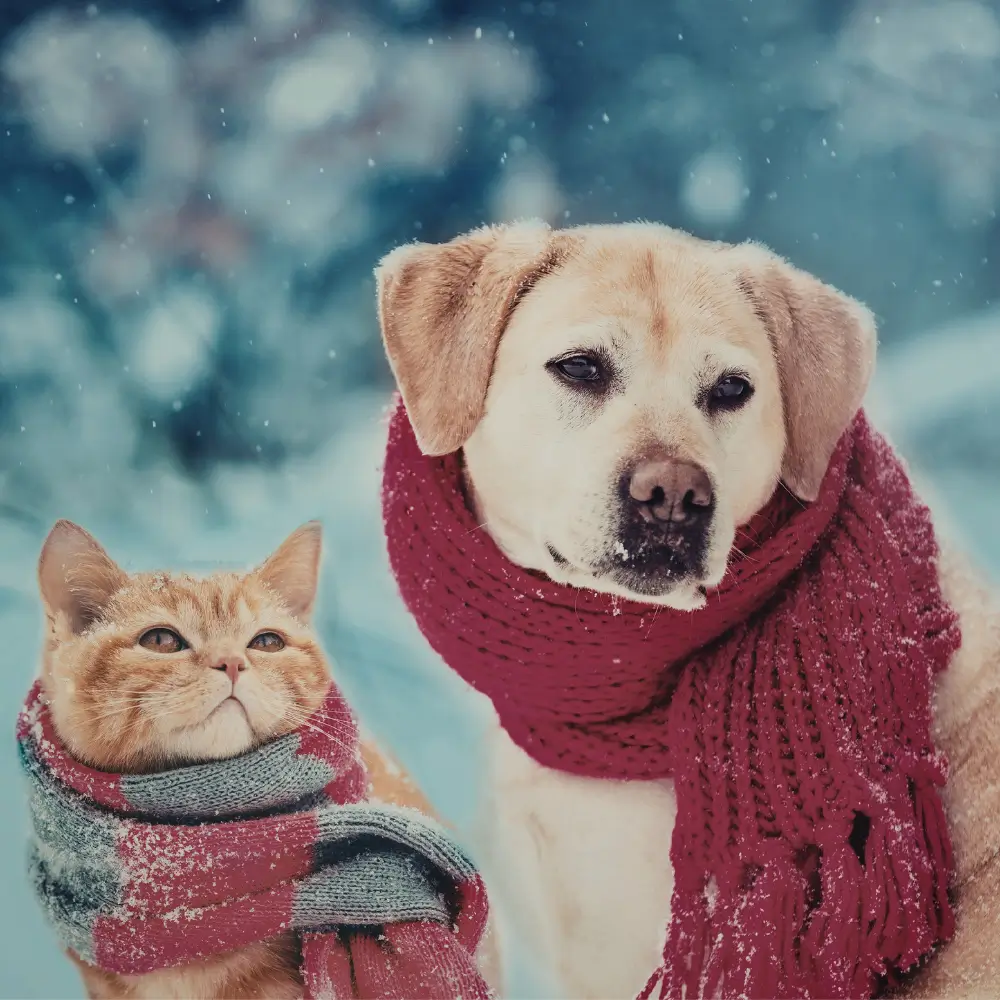 Winter dog and cat Winter dog and cat