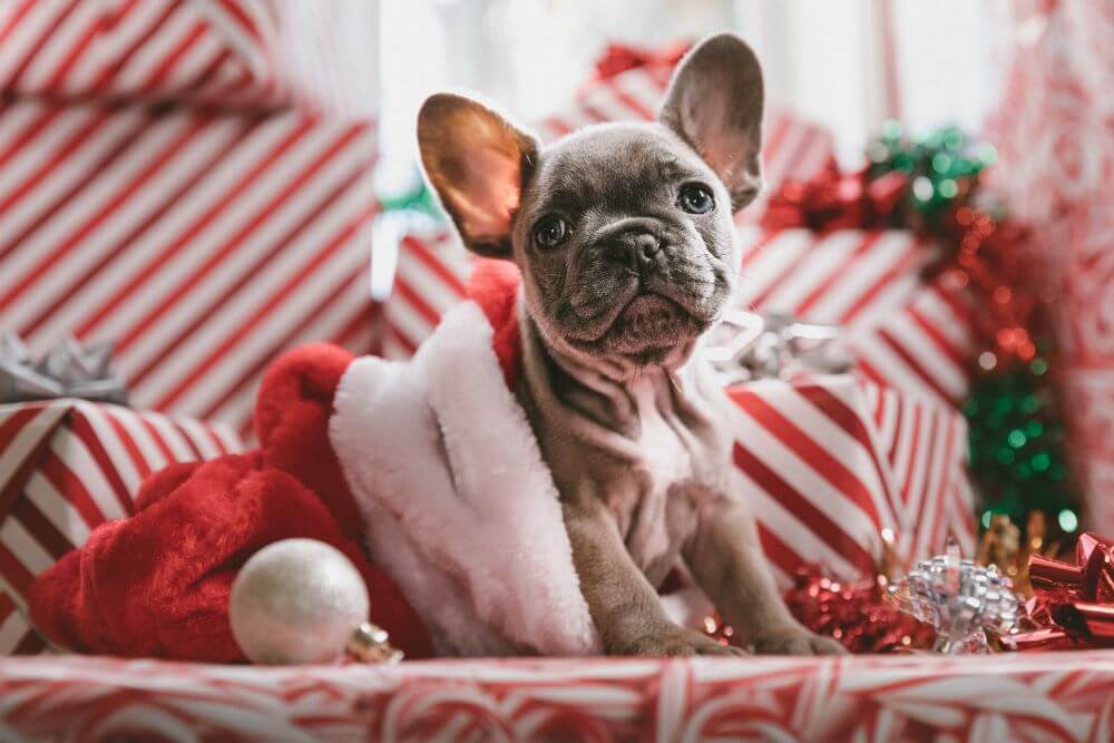 https://dogcatranch.com/wp-content/uploads/Christmas-Gifts-for-Pets.jpg