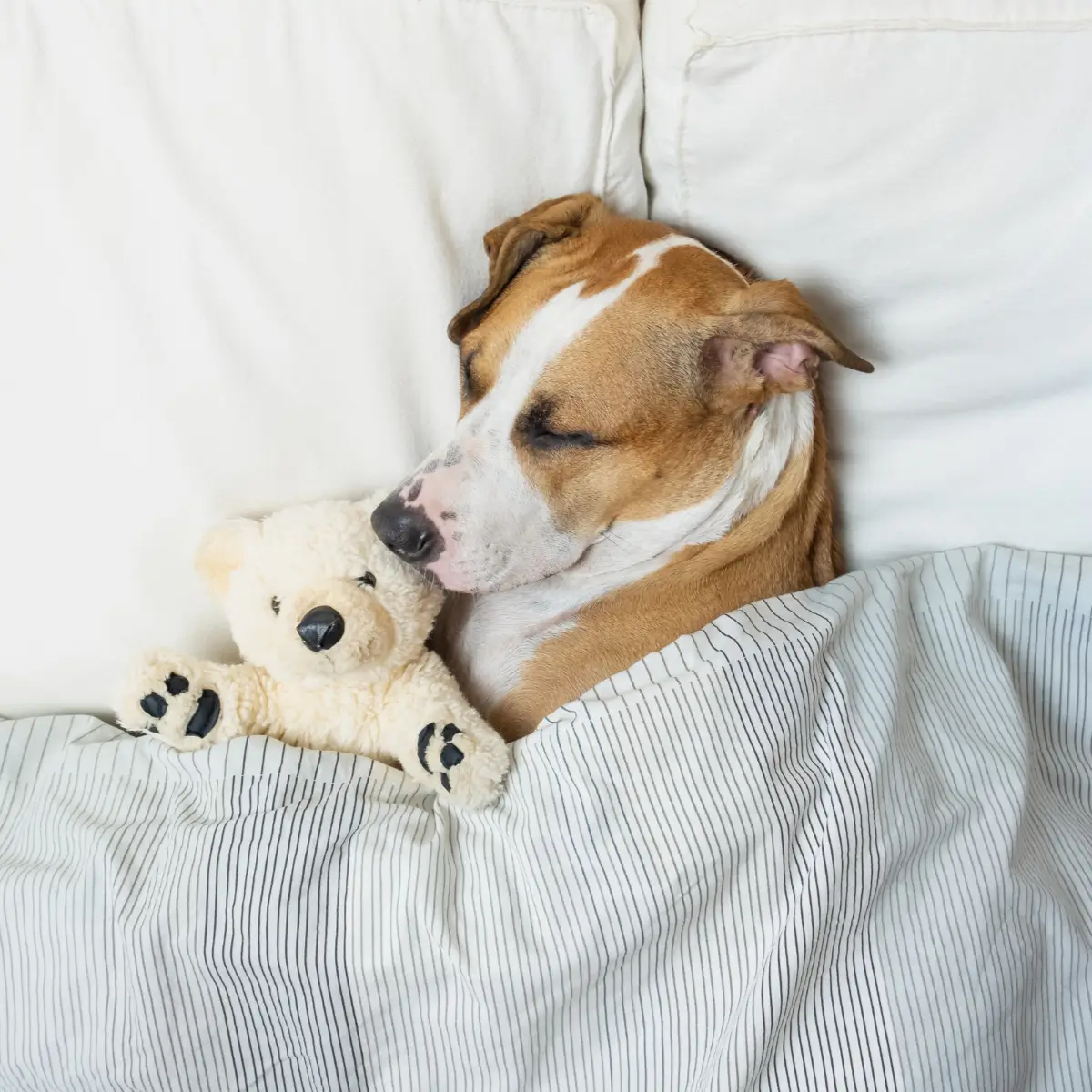 Dog sleeping in bed with stuffed animal