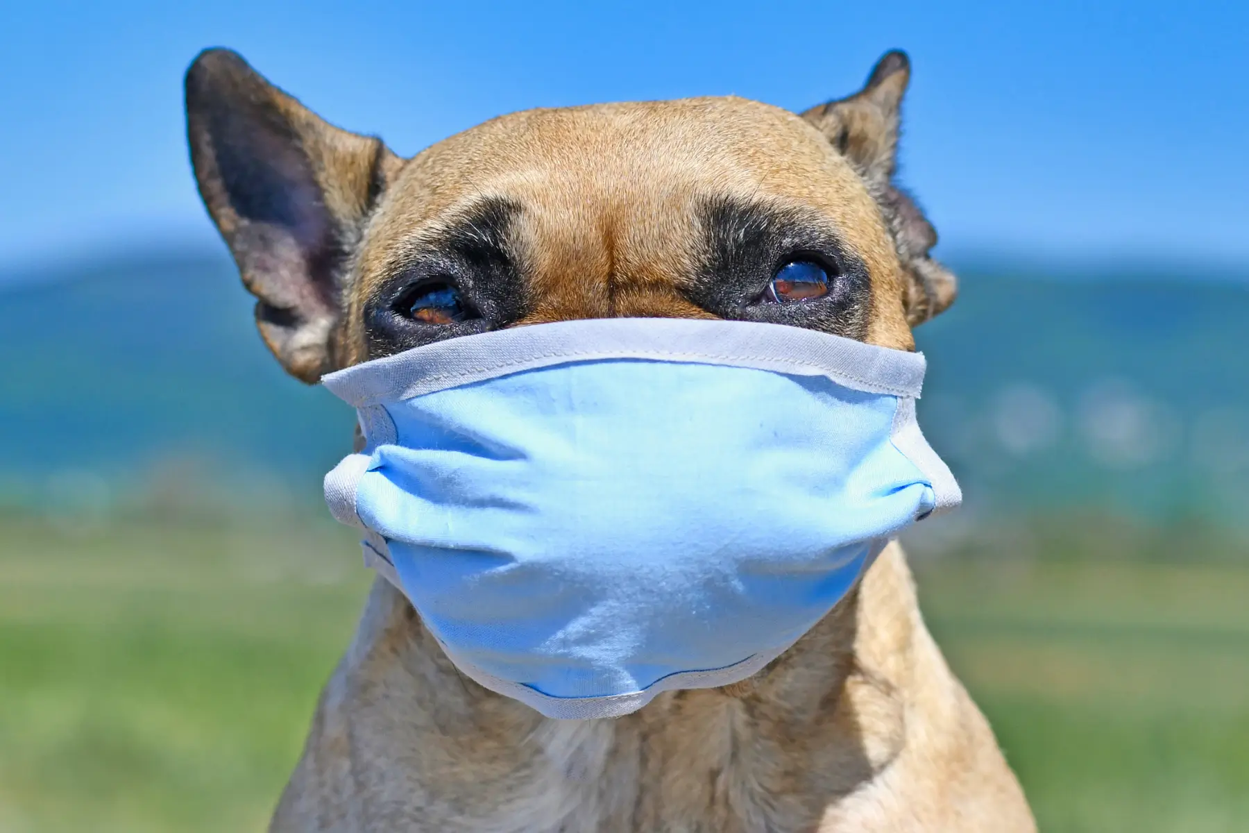 Dog wearing face mask due to high AQI