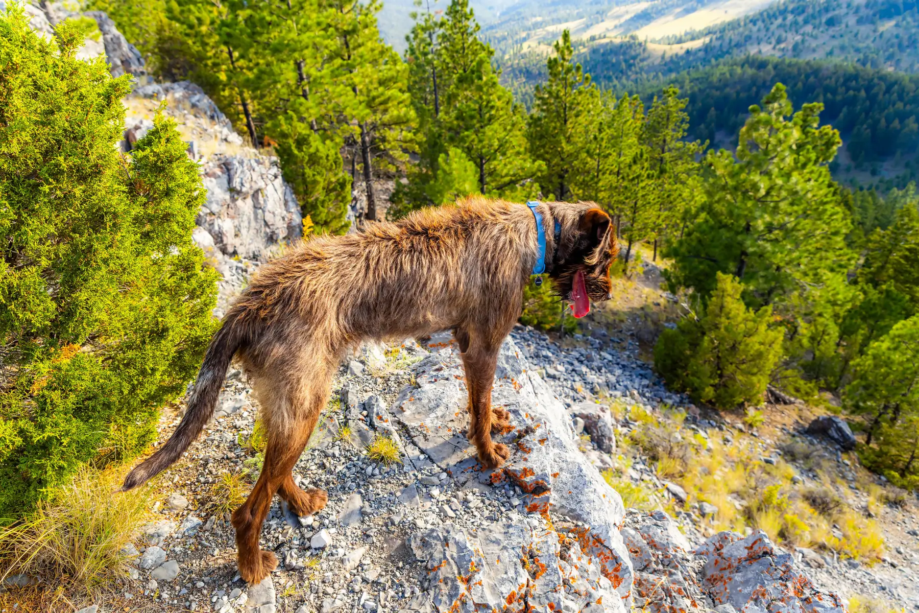 Dog standing on a mountain with high altitude sickness