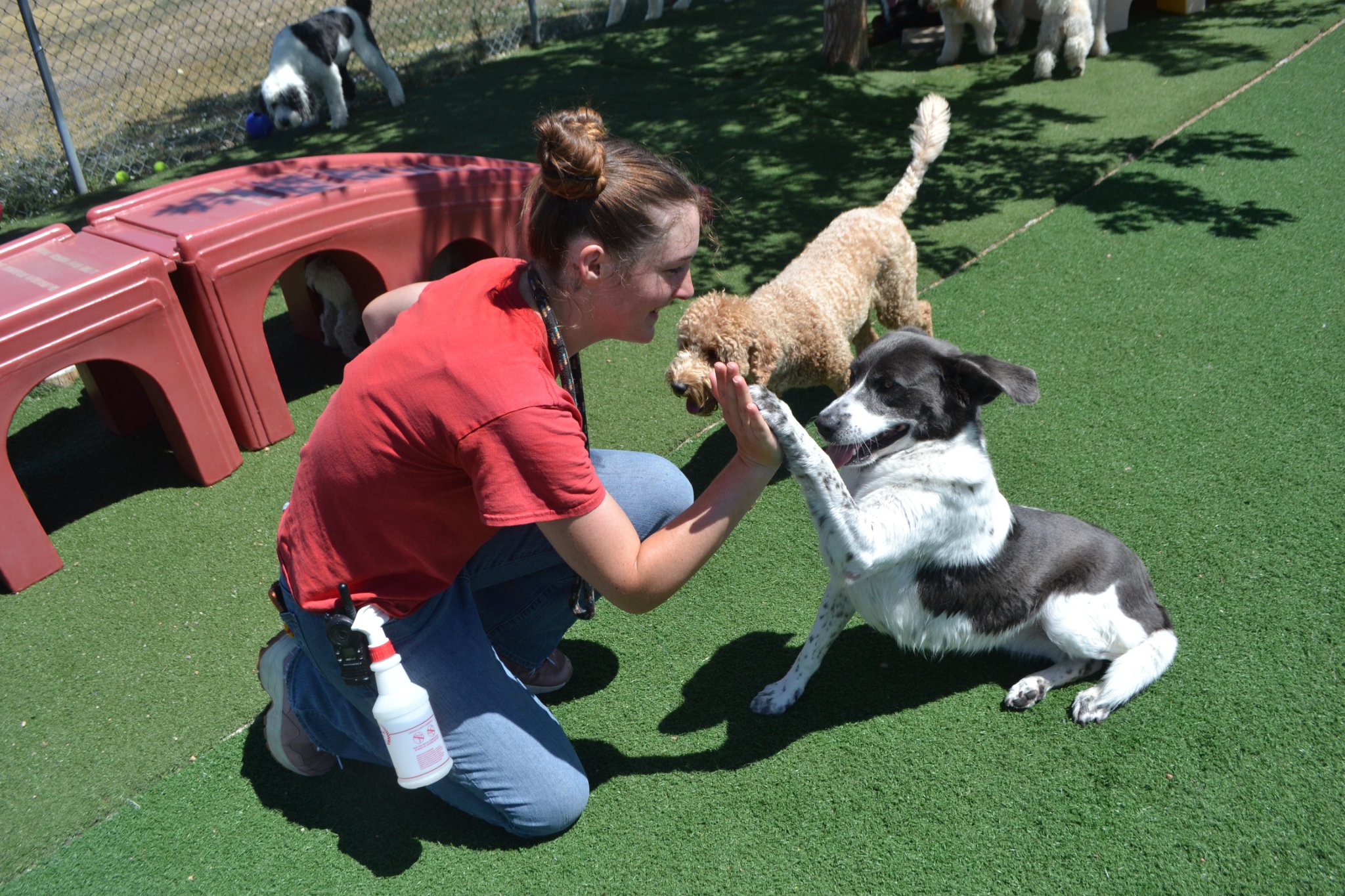 Female staff member at a dog kennel high fiving a dog